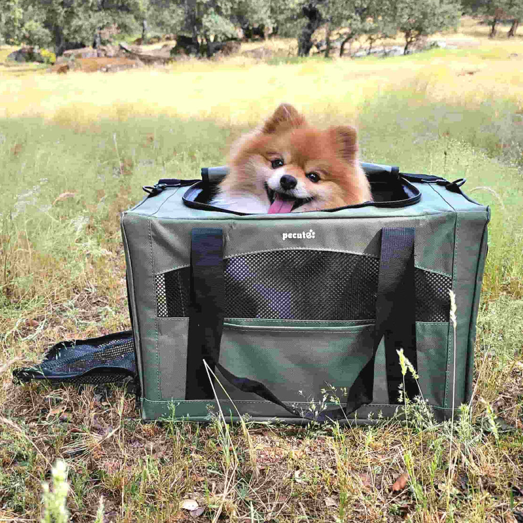 Pecute Cat Carrier Handbag Stable Breathable and Portable for Travel and Outing