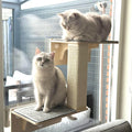 Pecute Double Cat Shelves with Cat Scratching Post for Wall Window with Solid Wood Frame