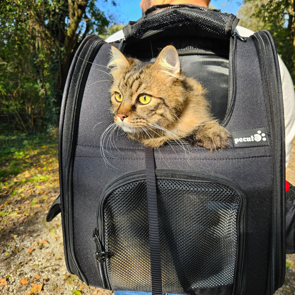 Pecute Cat Carrier Dog Backpack Expandable（Black）