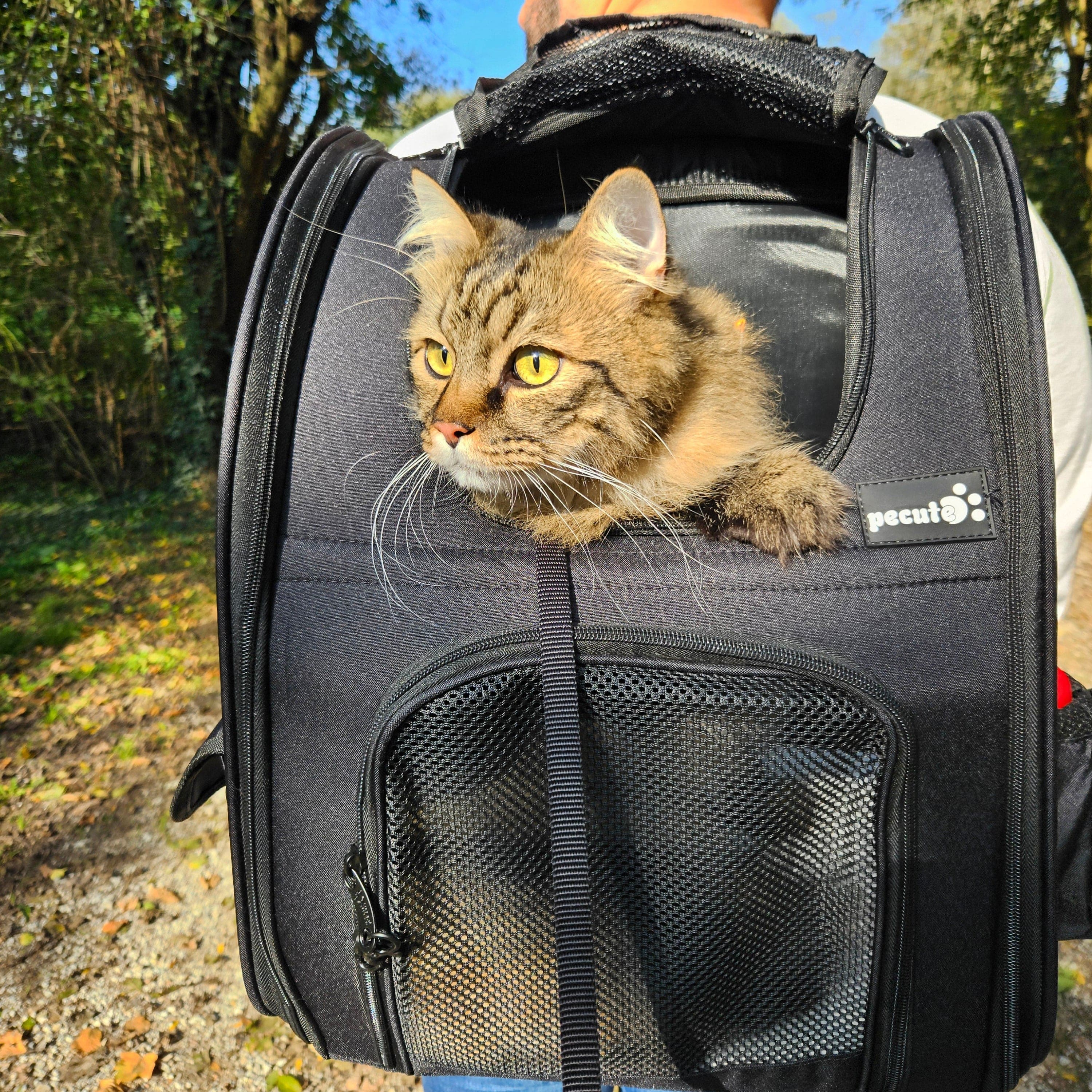 Pecute Cat Carrier Dog Backpack Expandable（Black）
